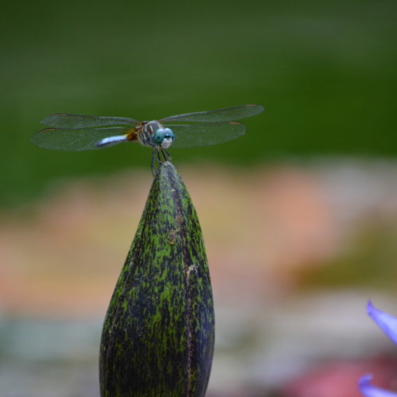 Dragonfly at Old Westbury Gardens